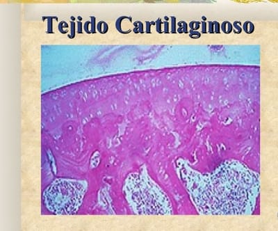 TEJIDO CARTILAGINOSO