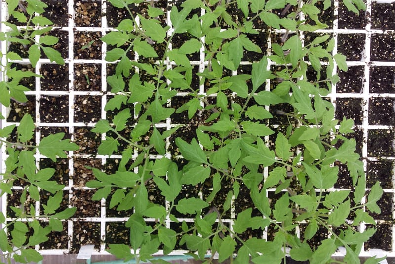 DNA methylation in the heat-stress response in tomato