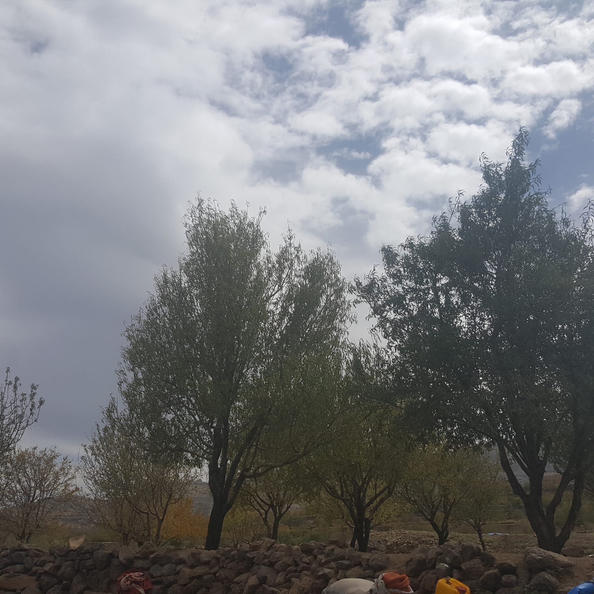 صورة لاشجار اللوز البلدي اليمني مع الغيوم