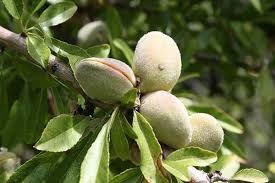 زراعة اللوز  image