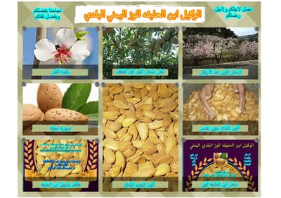 حول منشأة الحليفه ونشاطها image