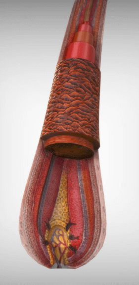 טריכולוגיה – תורת השיער