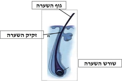 מבנה השערה