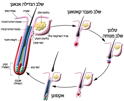 מחזוריות השערה