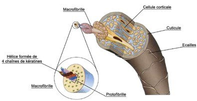 היבט כימי וביולוגי של השערה