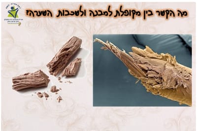 מה הקשר בין מקופלת למבנה ולשכבות  השערה?