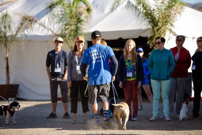 Workshop hondengedragkunde voor professionals 1. Zonder hond