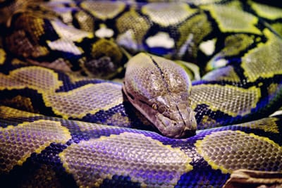 We have constrictors in our area?