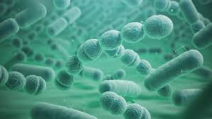 MICROBIOLOGY