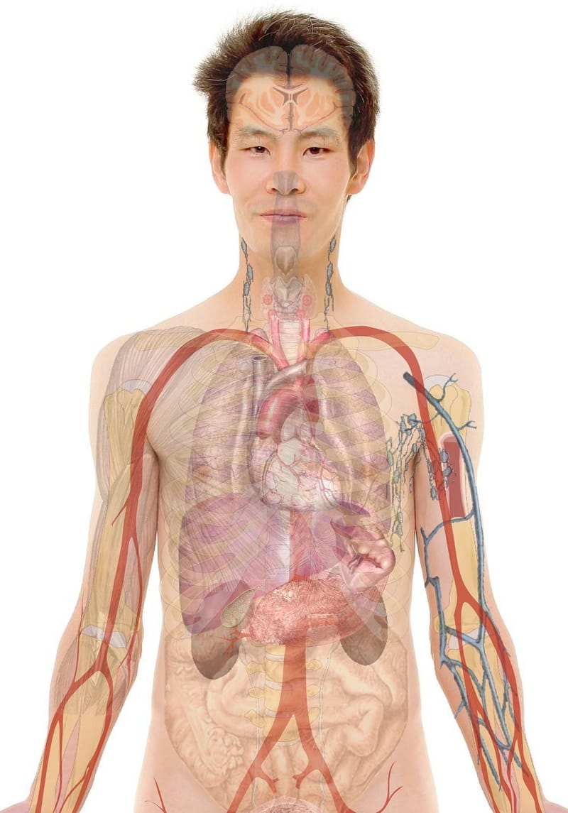 ANATOMY