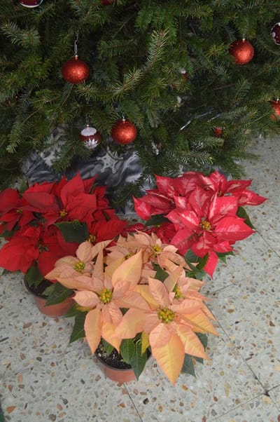 HUITZILAN DE SERDÁN