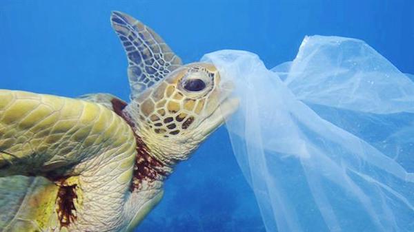 Como afecta a los animales la contaminación
