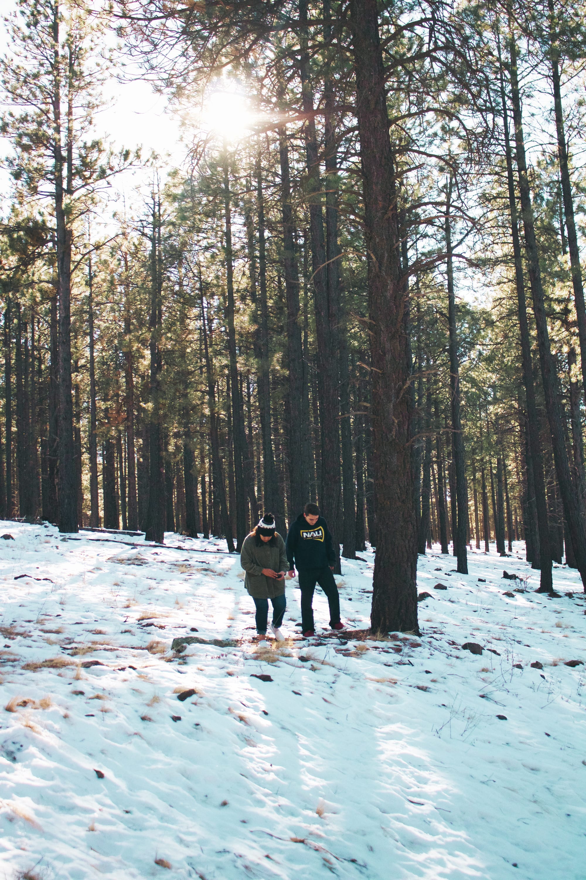 Exploring the Forest