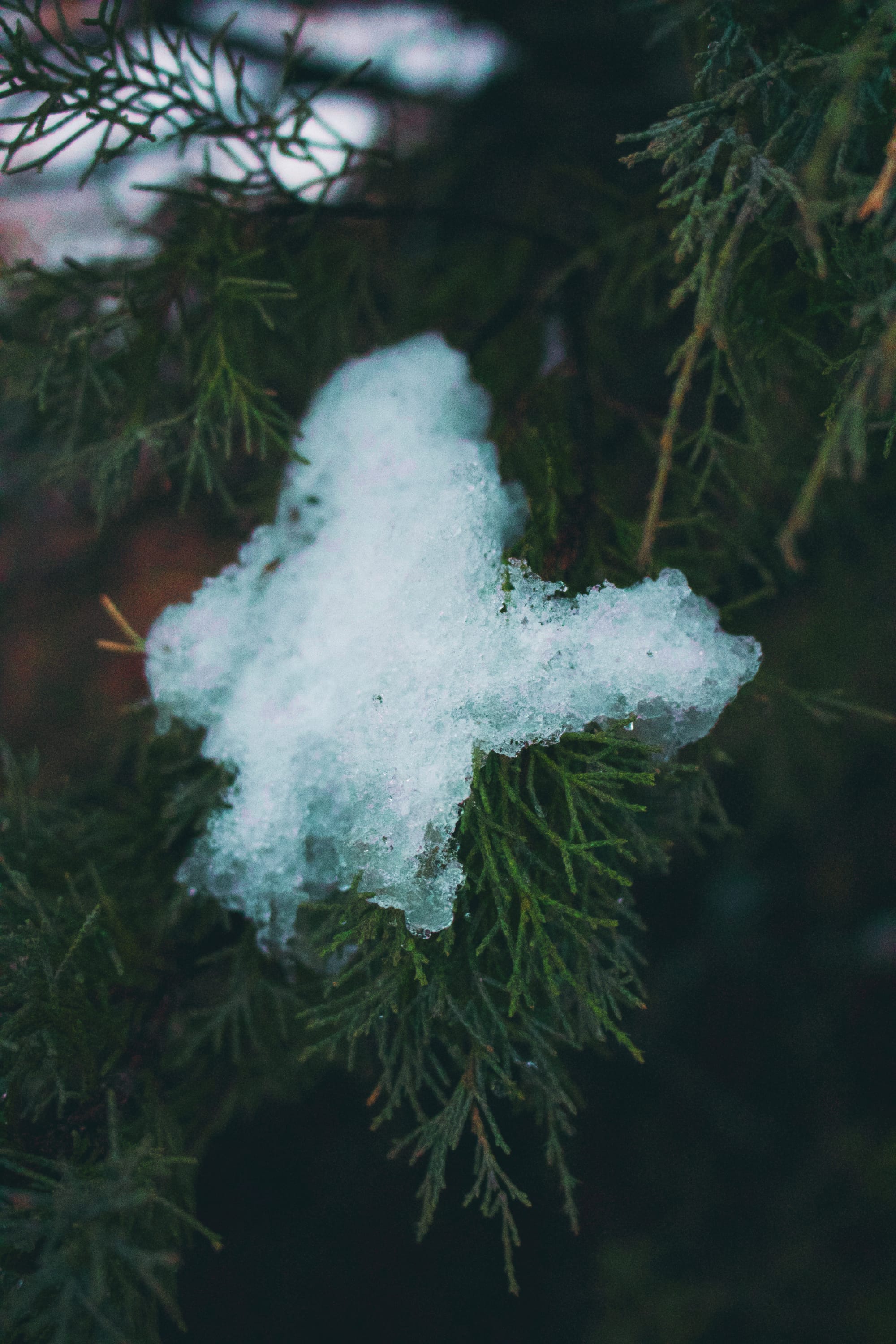 Pine Branch