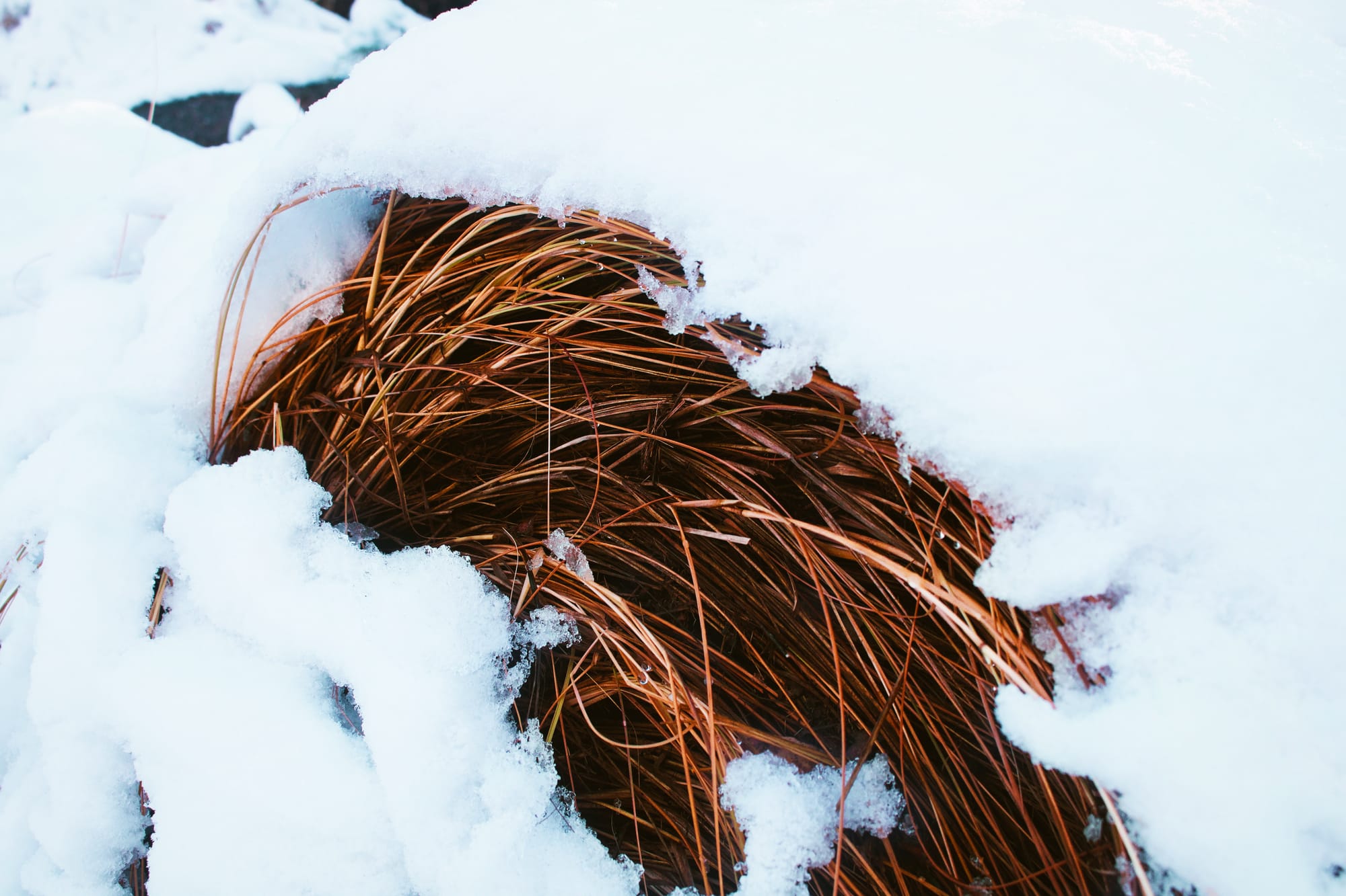Red Grass 2