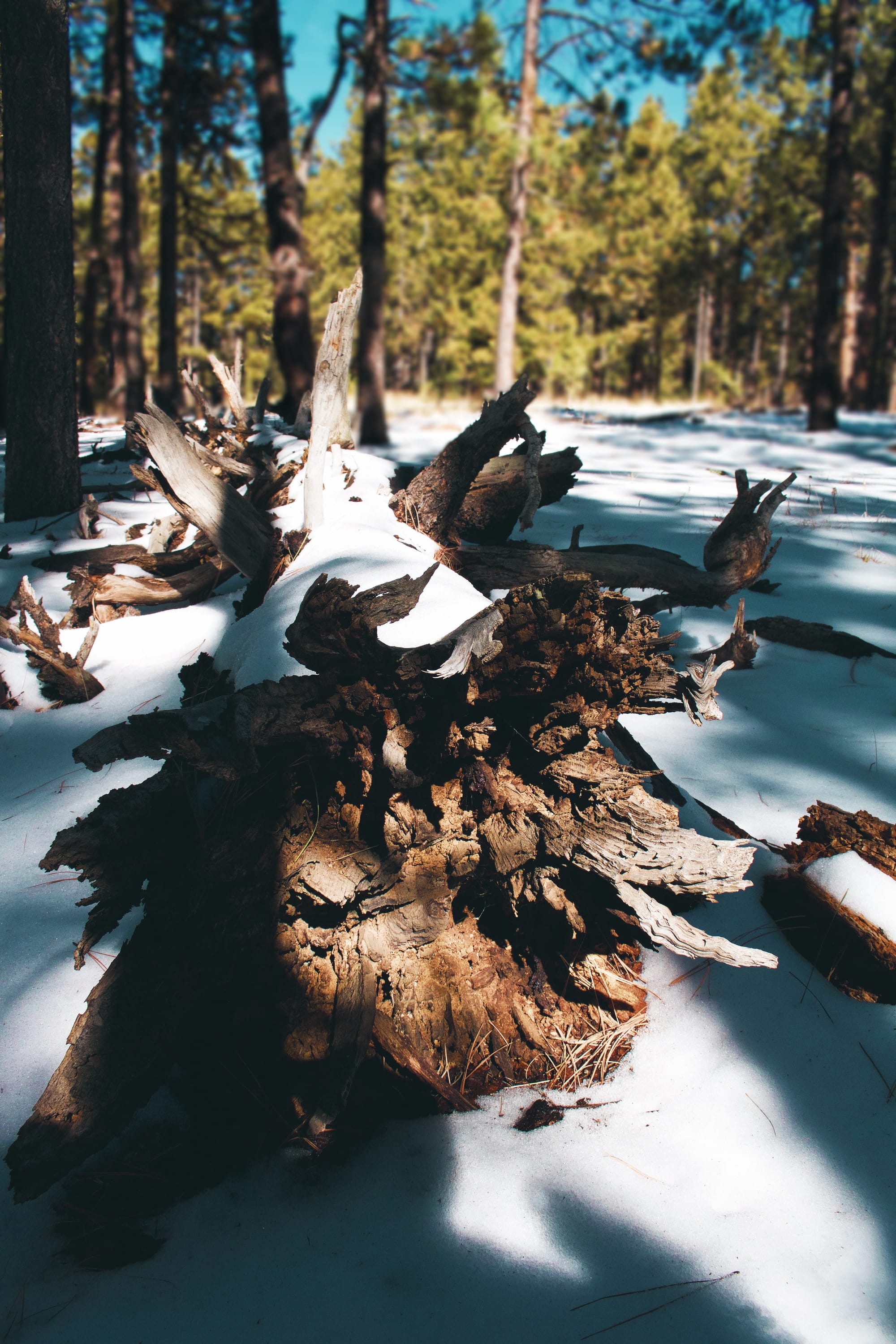 Winter Log