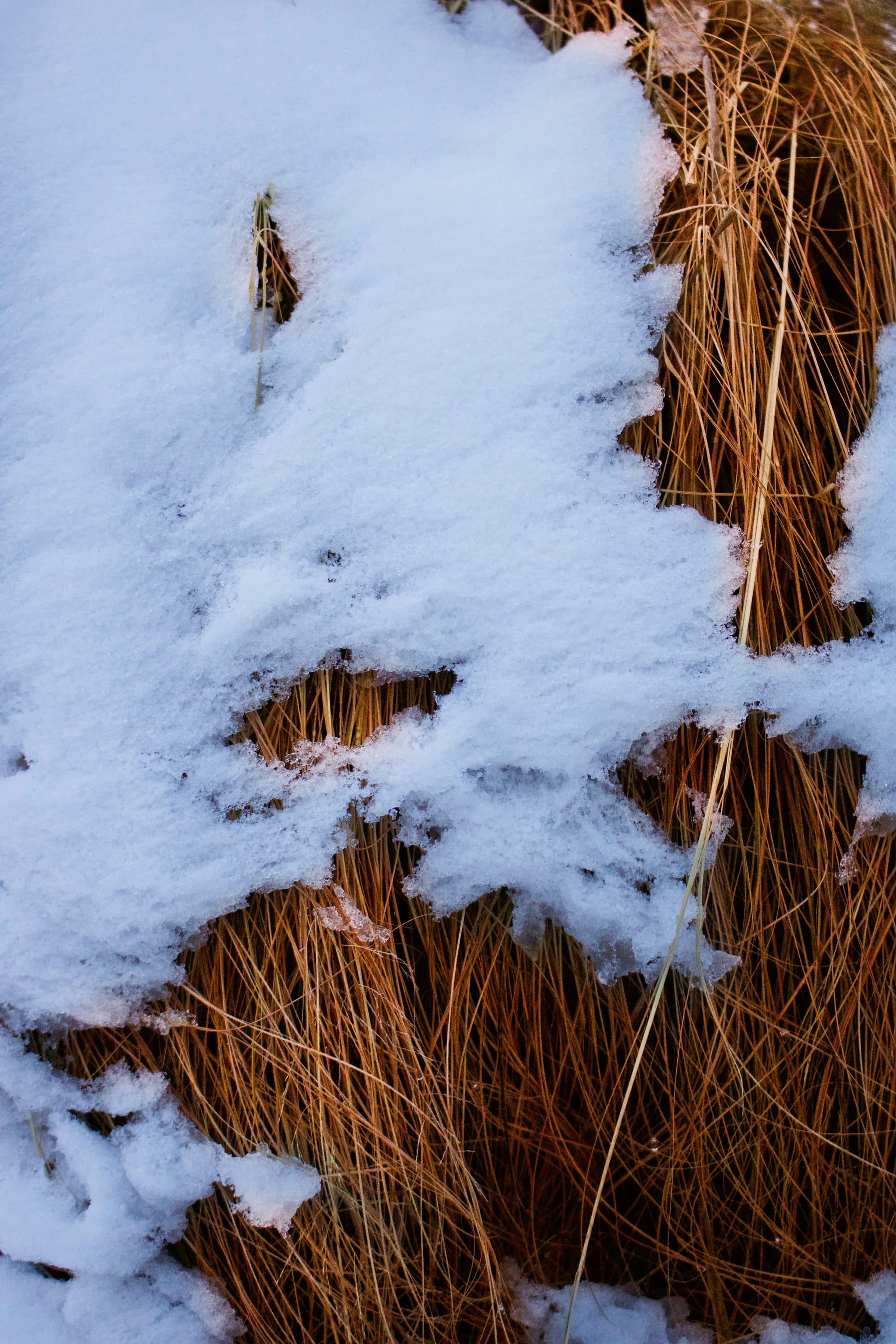 Red Grass 1