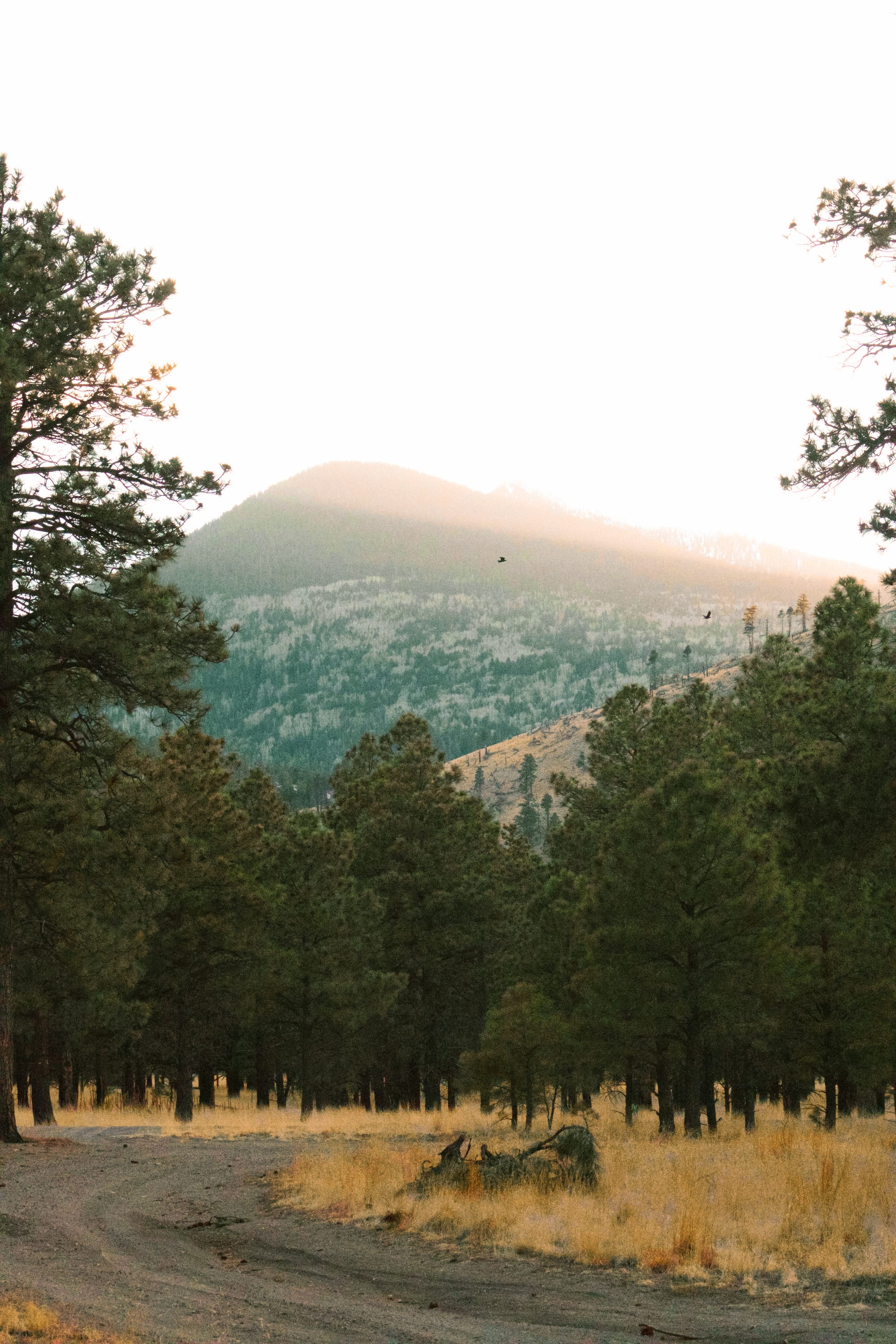 lockett from a distance