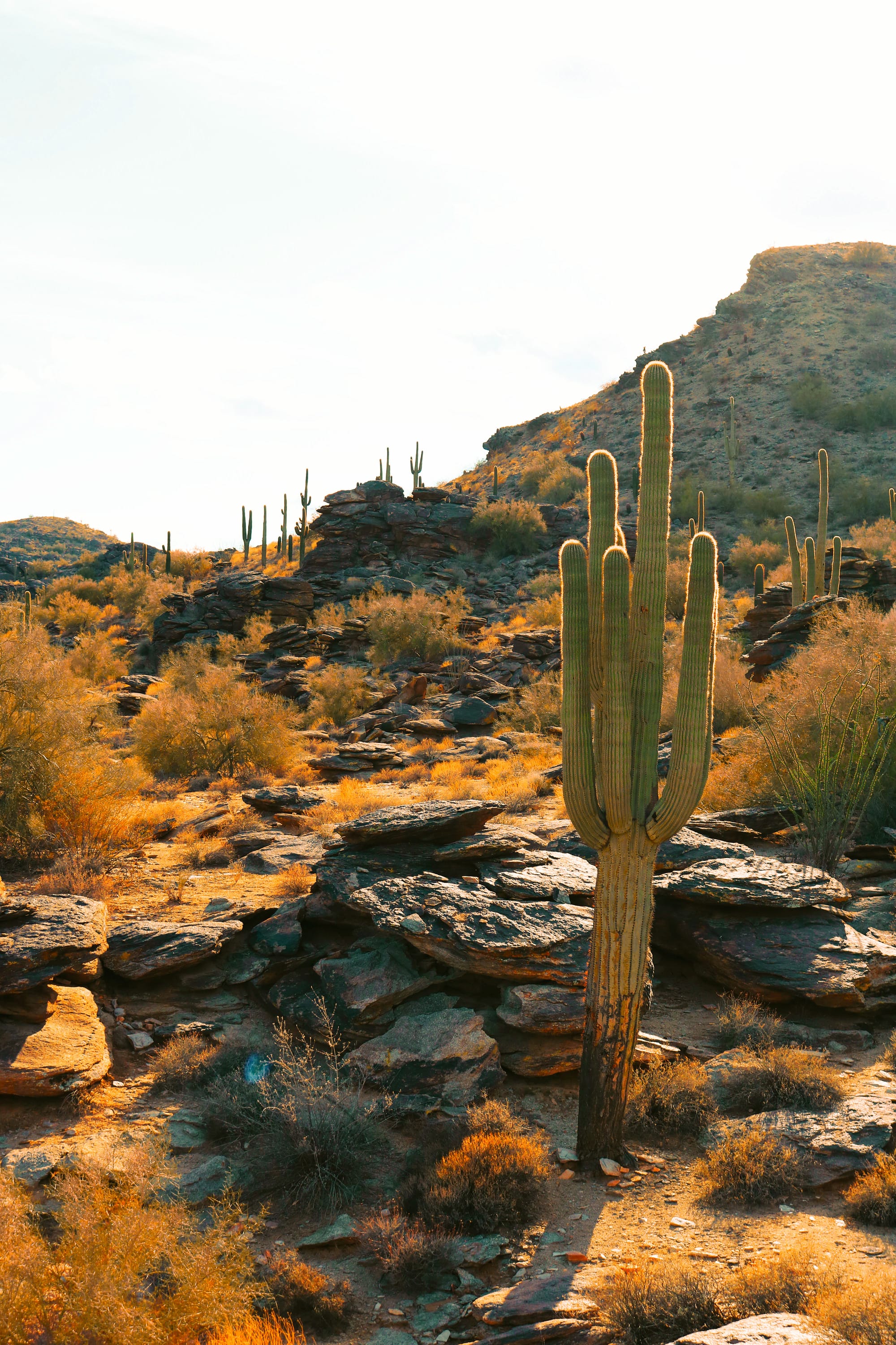 saguaro field
