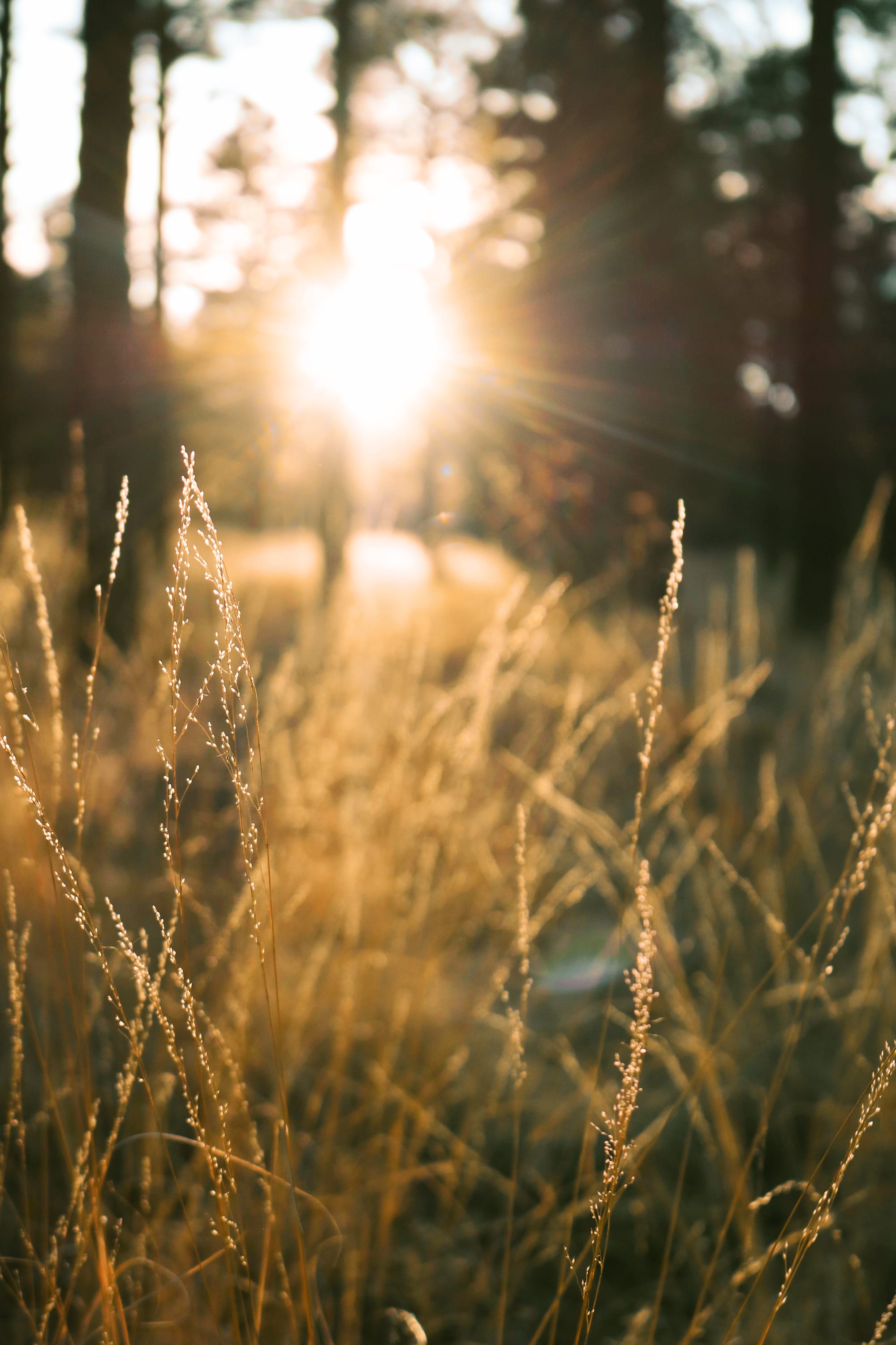 grass and sun