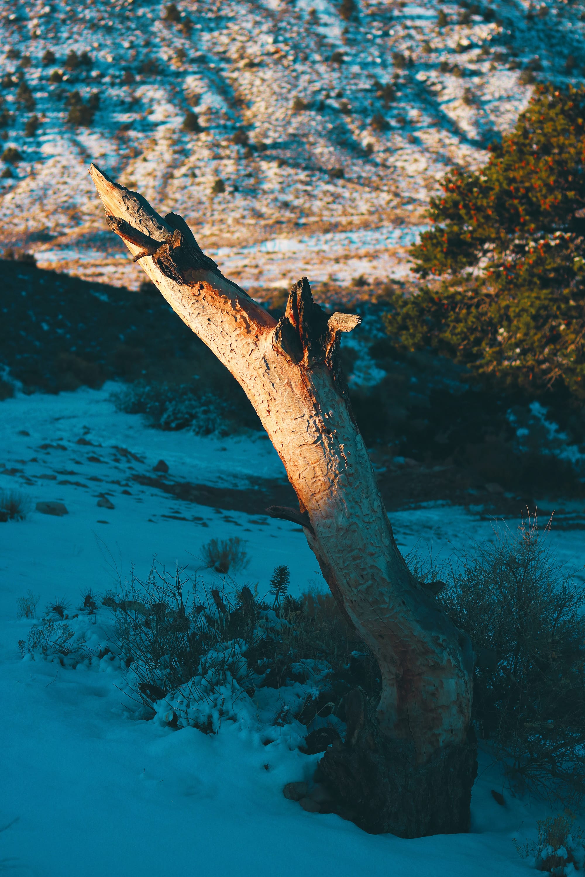 log lighting