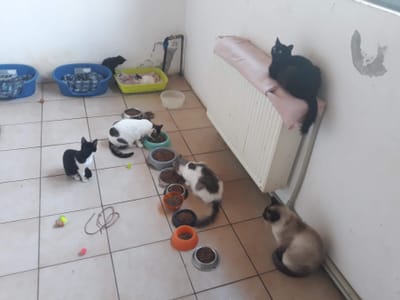 About PAWS TO FREEDOM ROMANIA. image