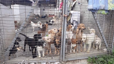 About PAWS TO FREEDOM ROMANIA. image