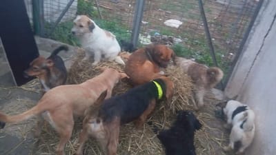 How PAWS TO FREEDOM ROMANIA Works. image