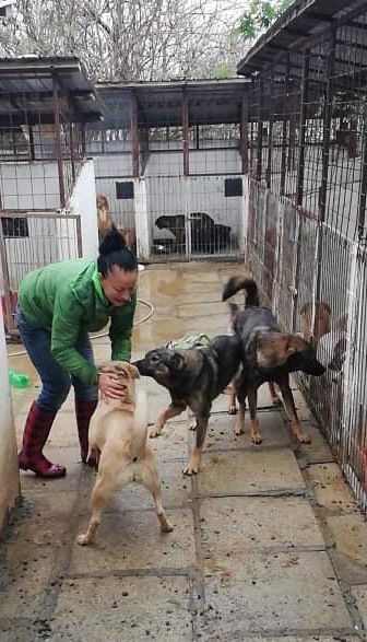About PAWS TO FREEDOM ROMANIA. image