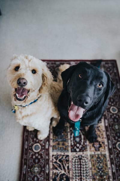 What subjects do I need to take to be a Vet in NZ?