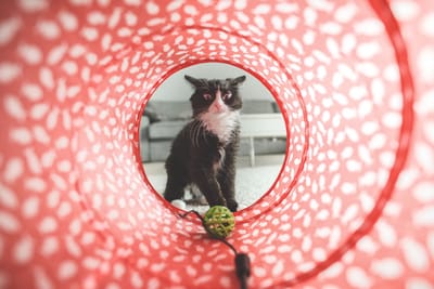 What animals do Vets treat?