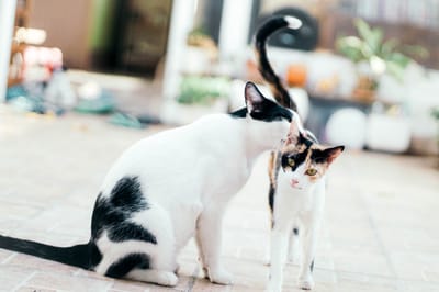 What types of Vets are there?