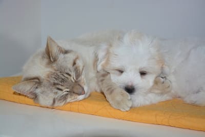 Cat and dog facts