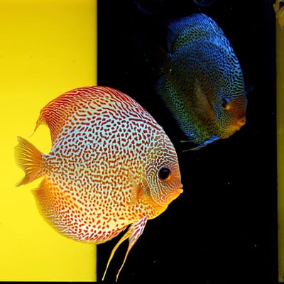 Hakkinda image