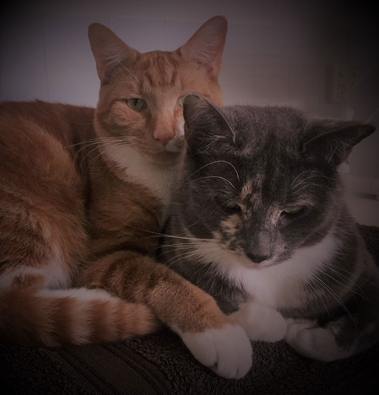 Rusty & Coco