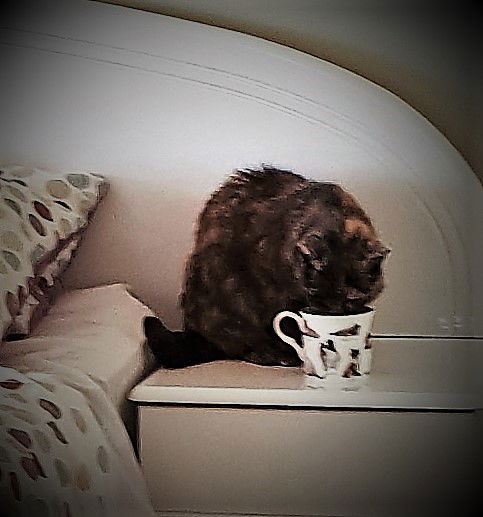 Marbles loves to drink from the cup kept for her on the chest of drawers