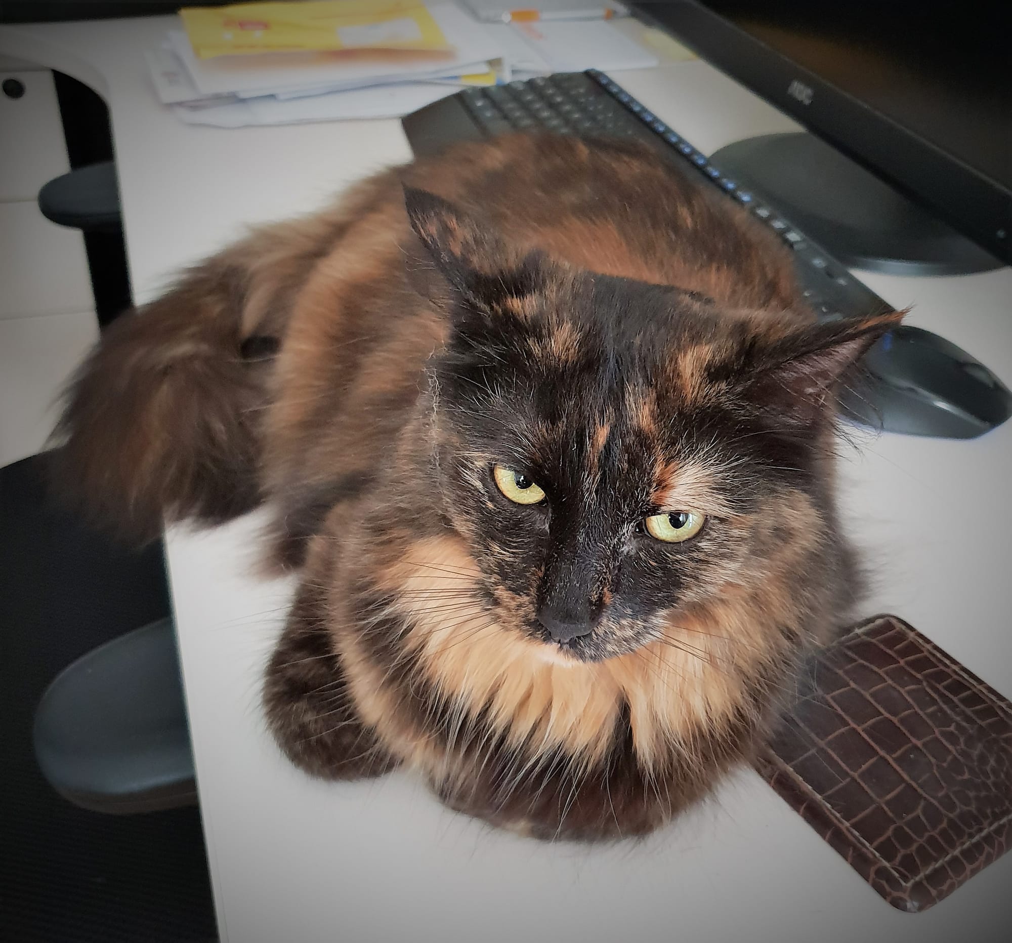 Mango runs the home office