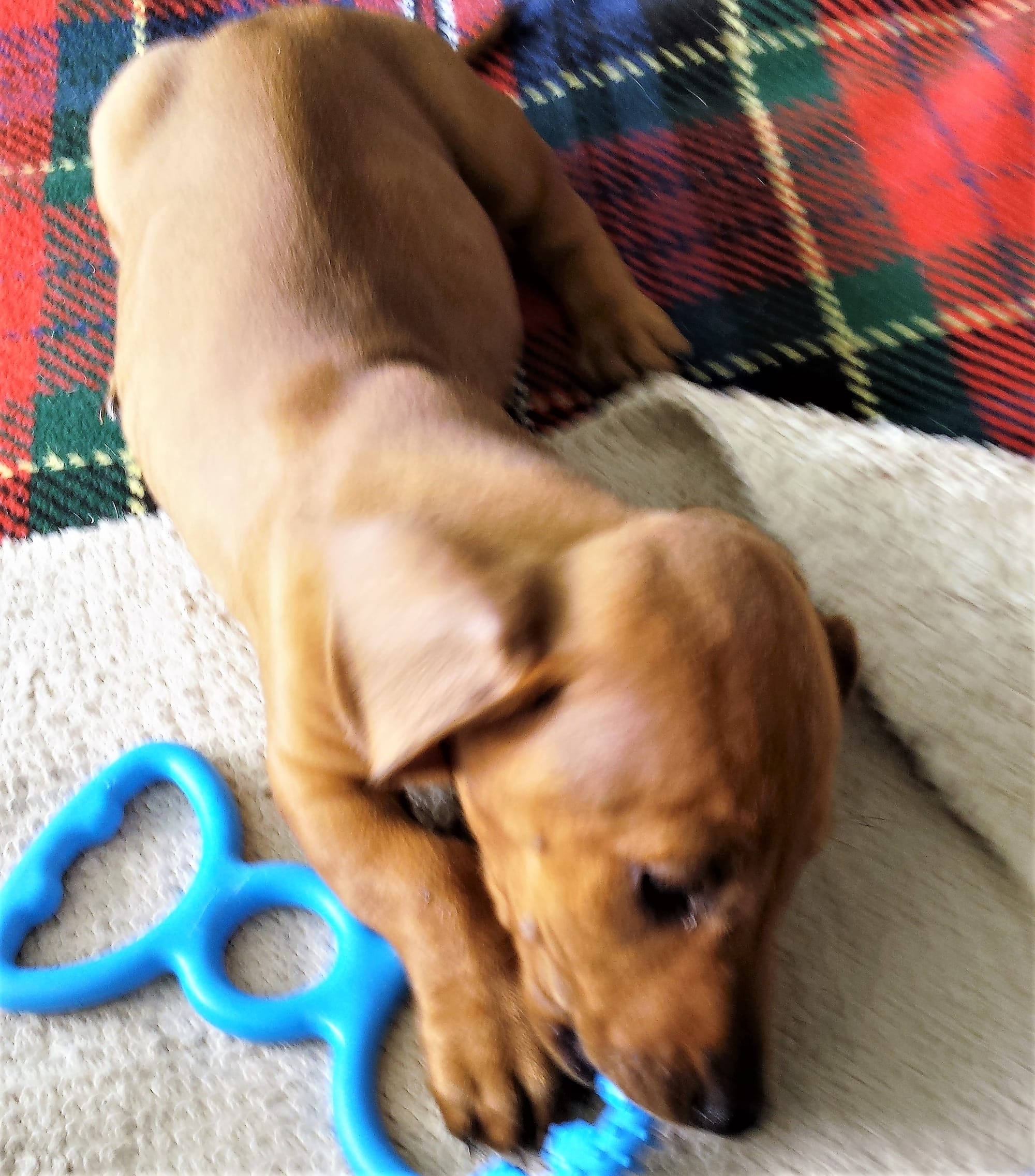 Mocha, the puppy is checking out his new toy