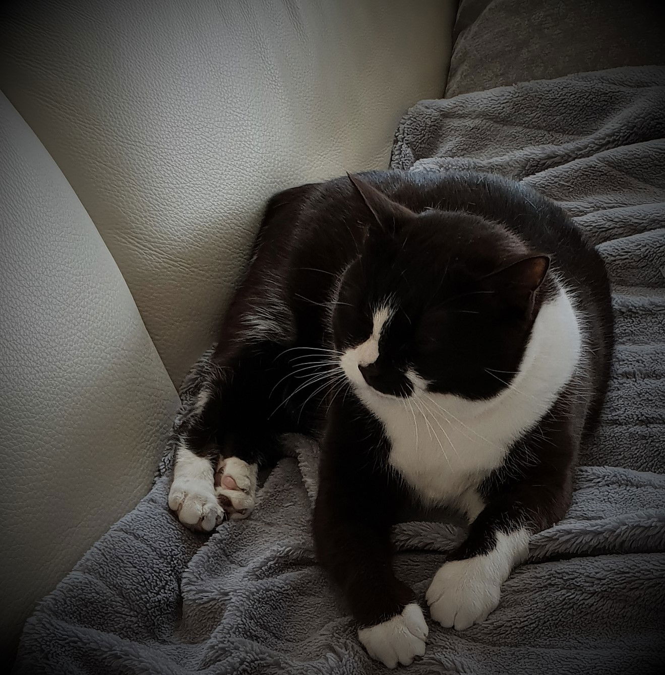 Fluffy, the queen of the castle