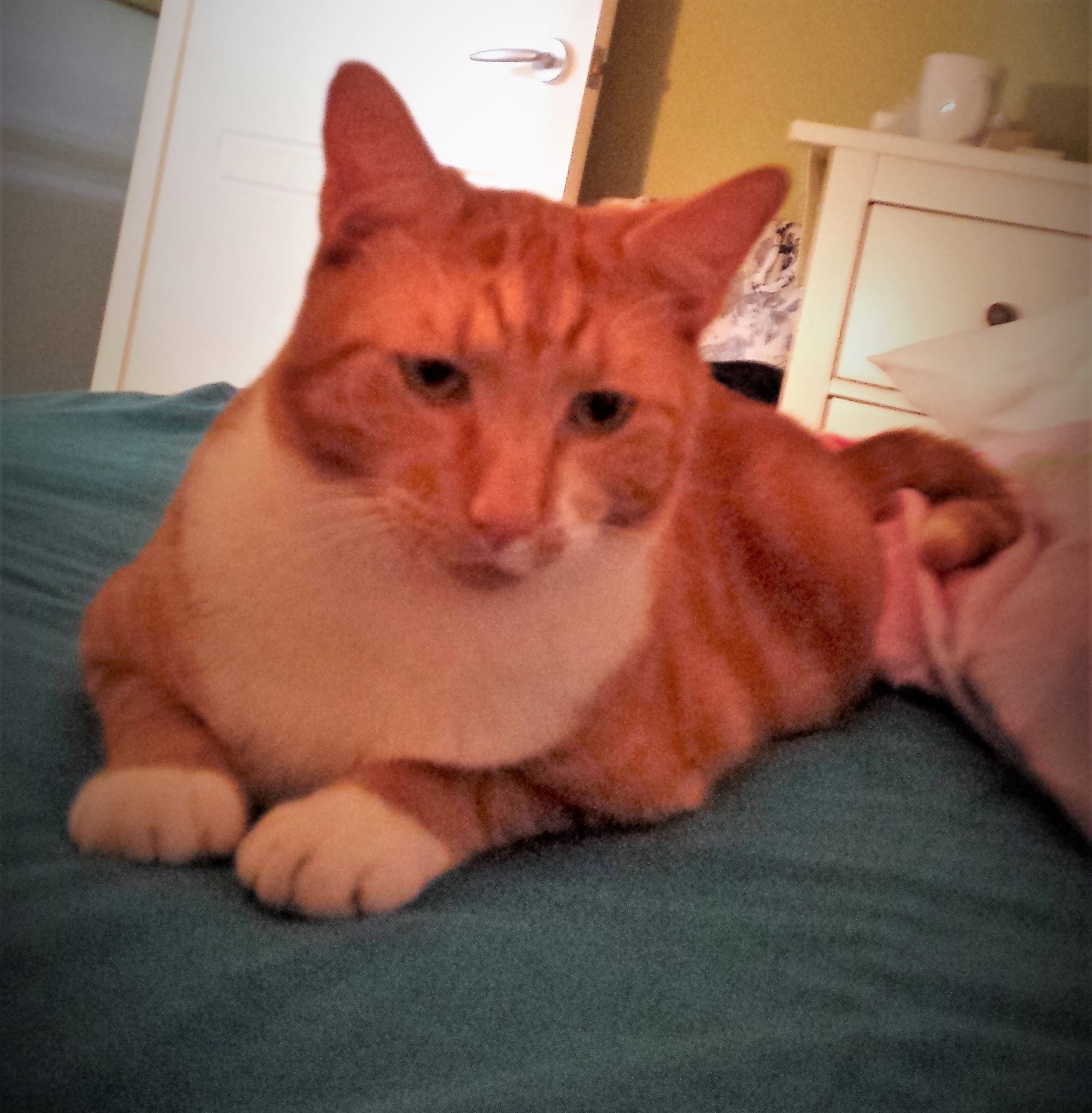 Rusty is waiting for me in the bed