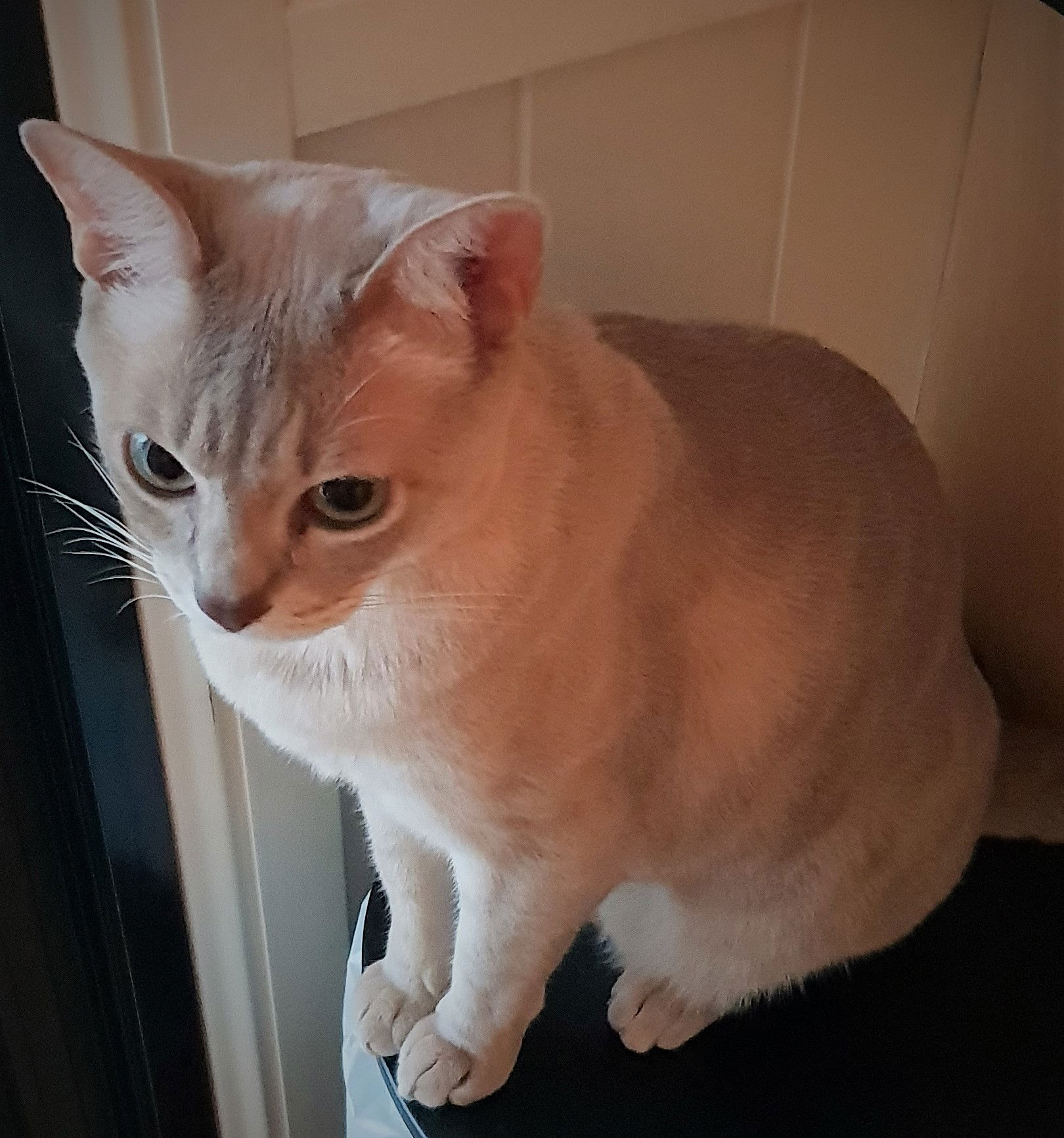 Nomi with her beautiful eyes