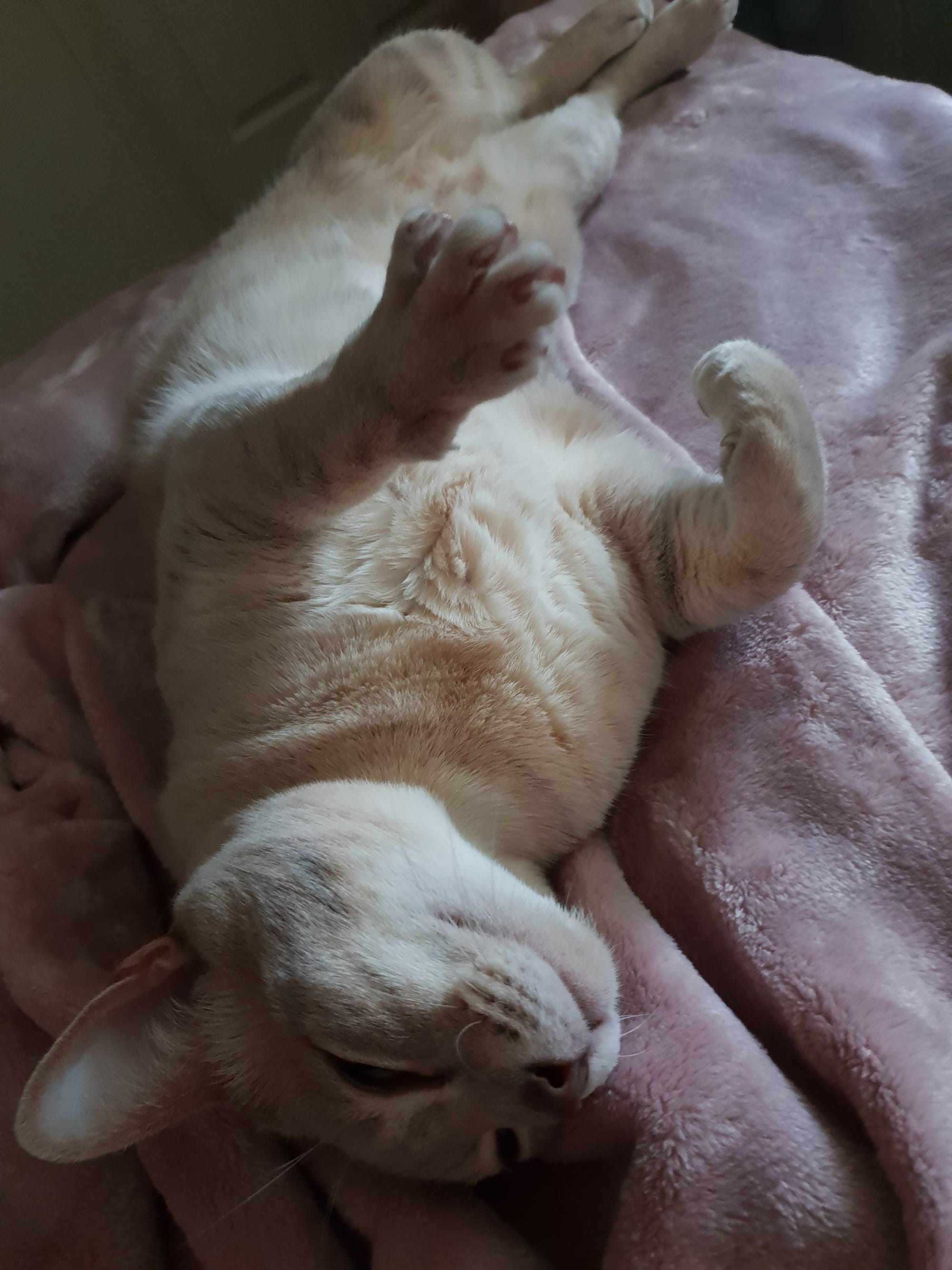 Nomi's bedtime pleasure