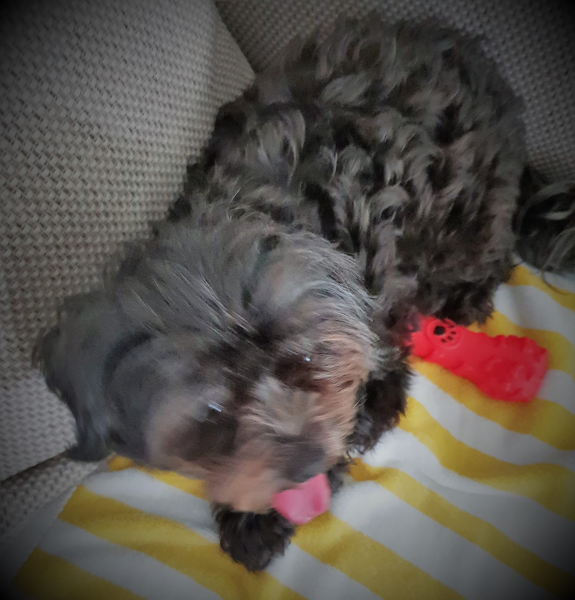 Barney is resting after played with the christmas toy