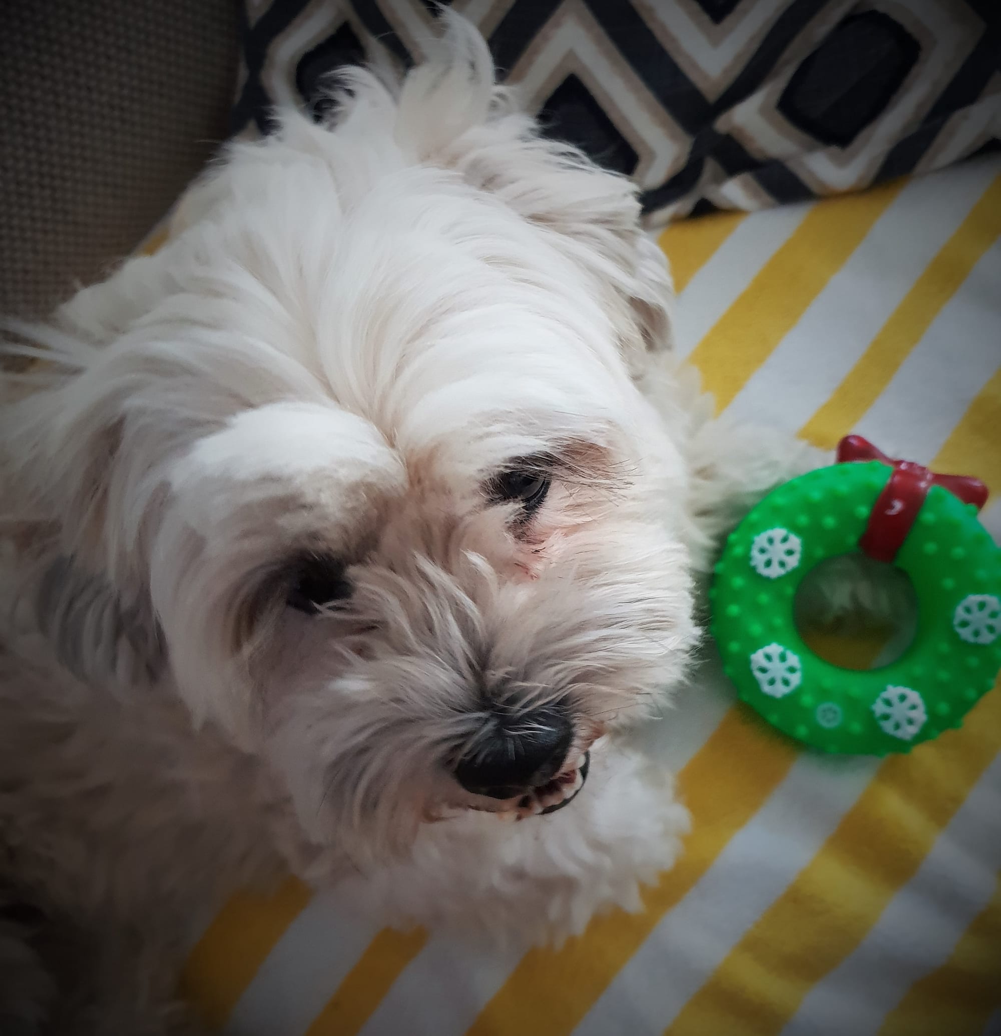 Peaches with her christmas toy