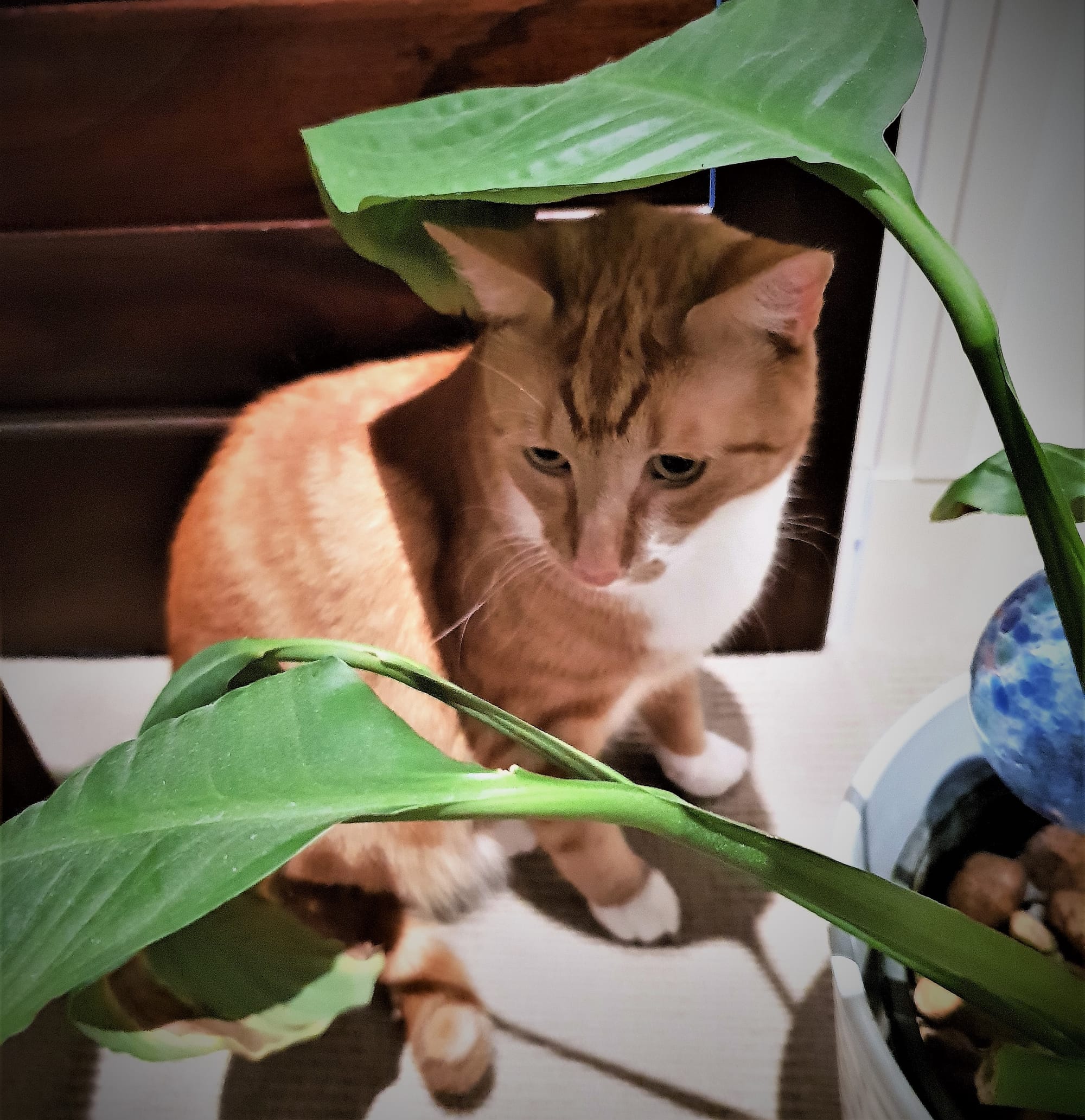 Rusty is planning under the plant