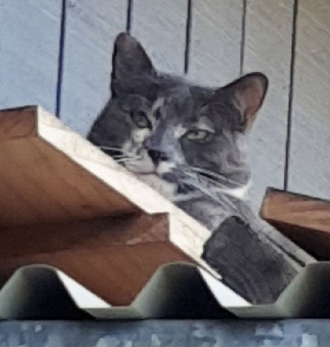 Coco, the cat on the hot tin roof