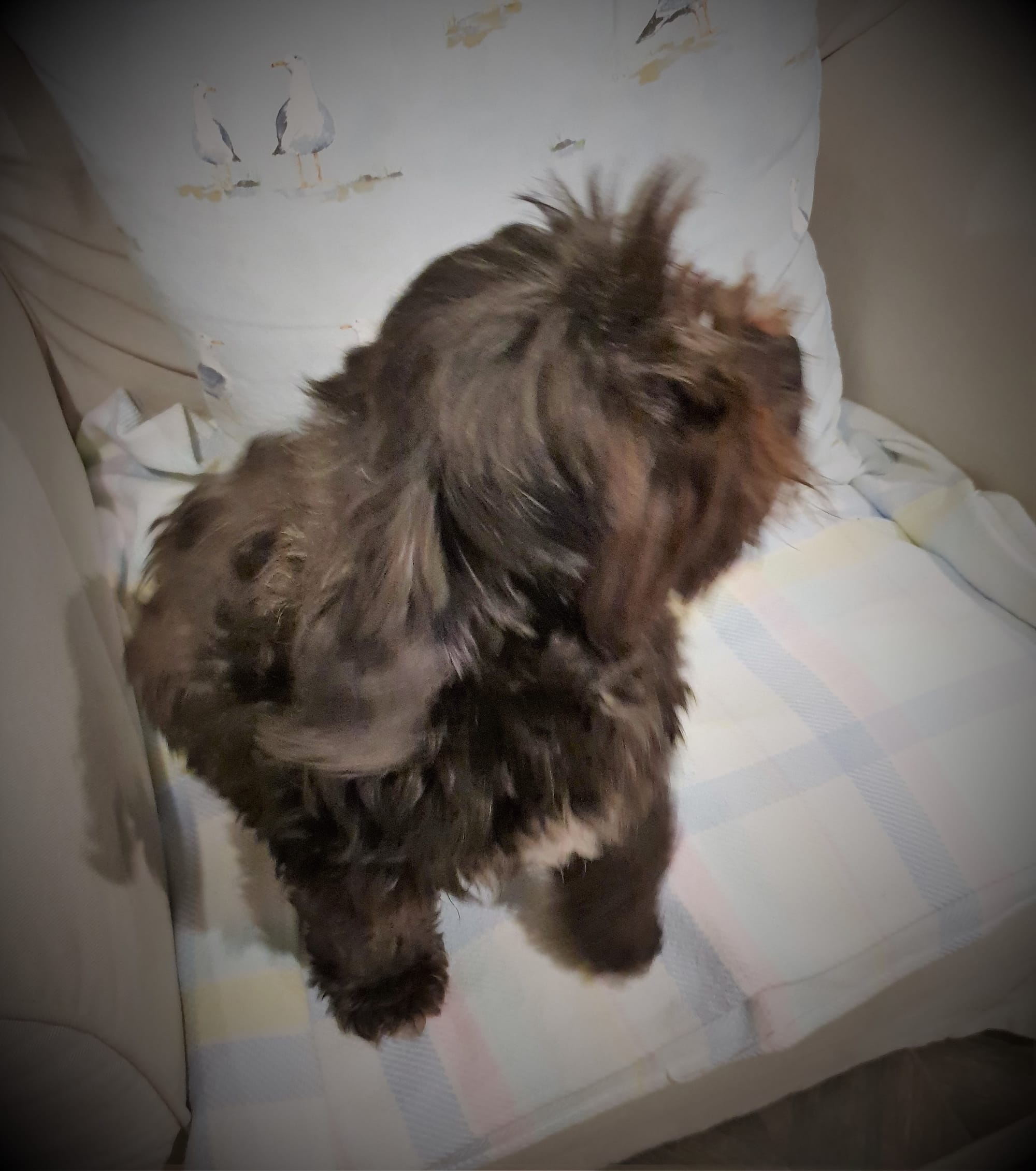 Barney, the adorable black furball