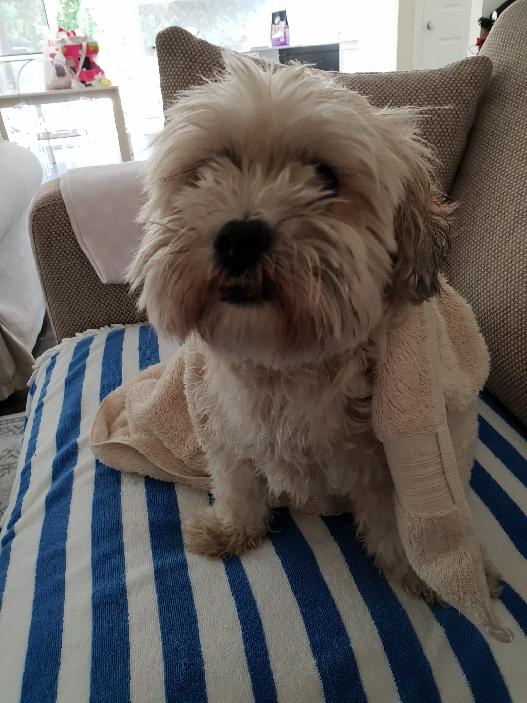Peaches is being towel dired after his cool down wet towel treatment