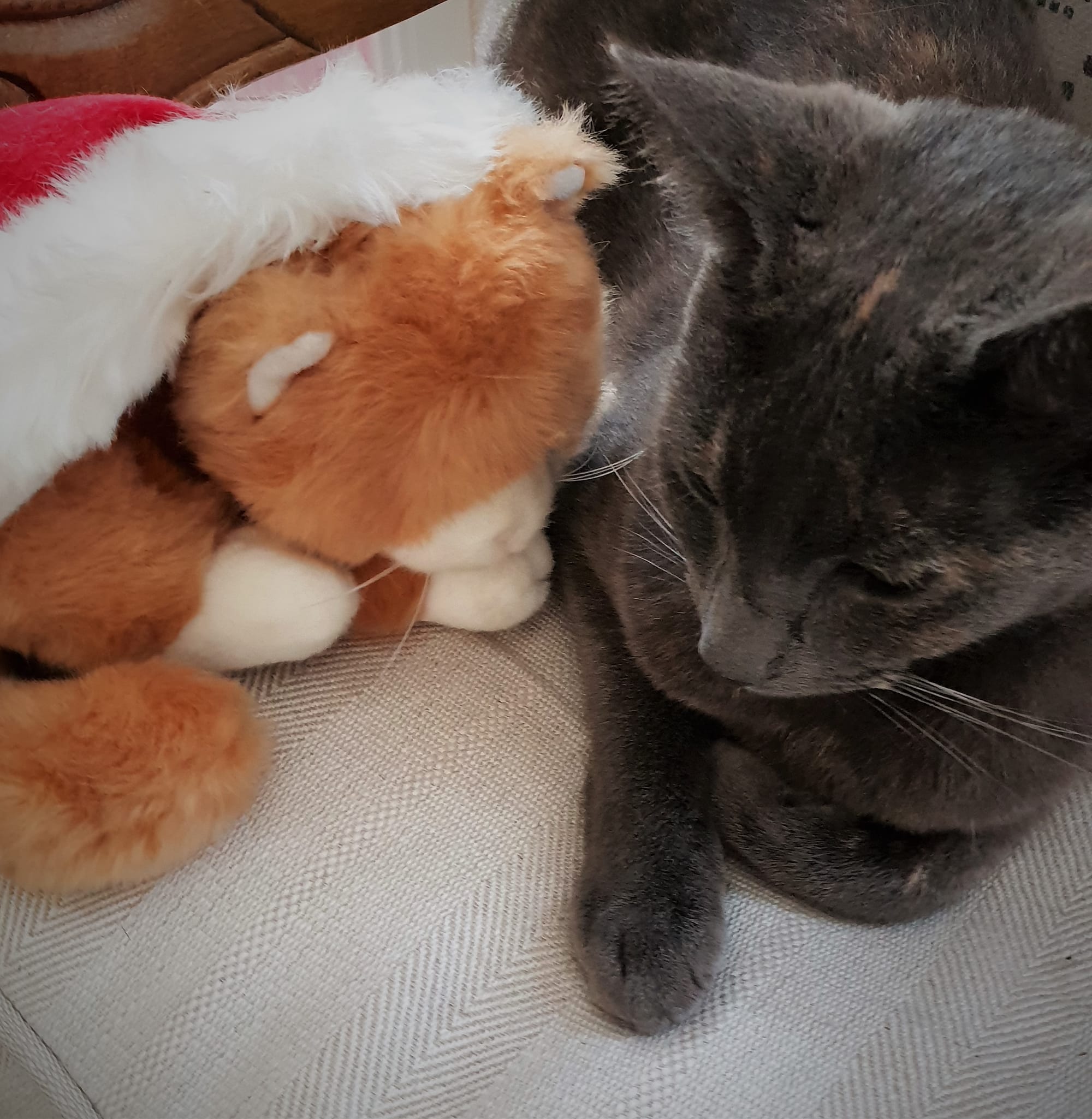 Esme's last Christmas with the Santa Kitty - RIP Esme