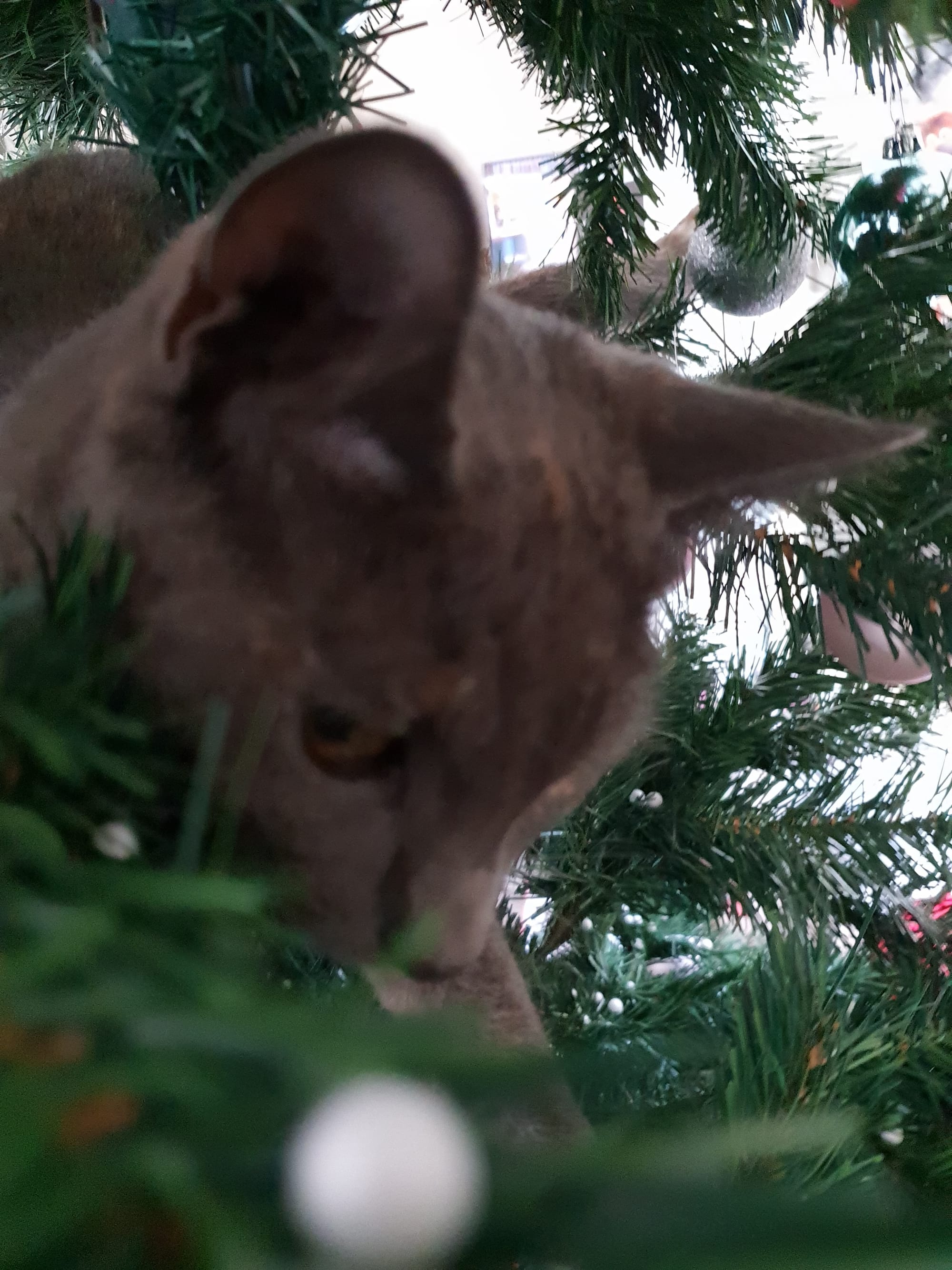 Esme back on the christmas tree